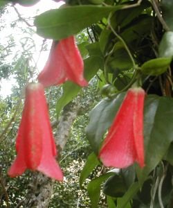 COPIHUE, 15 ml